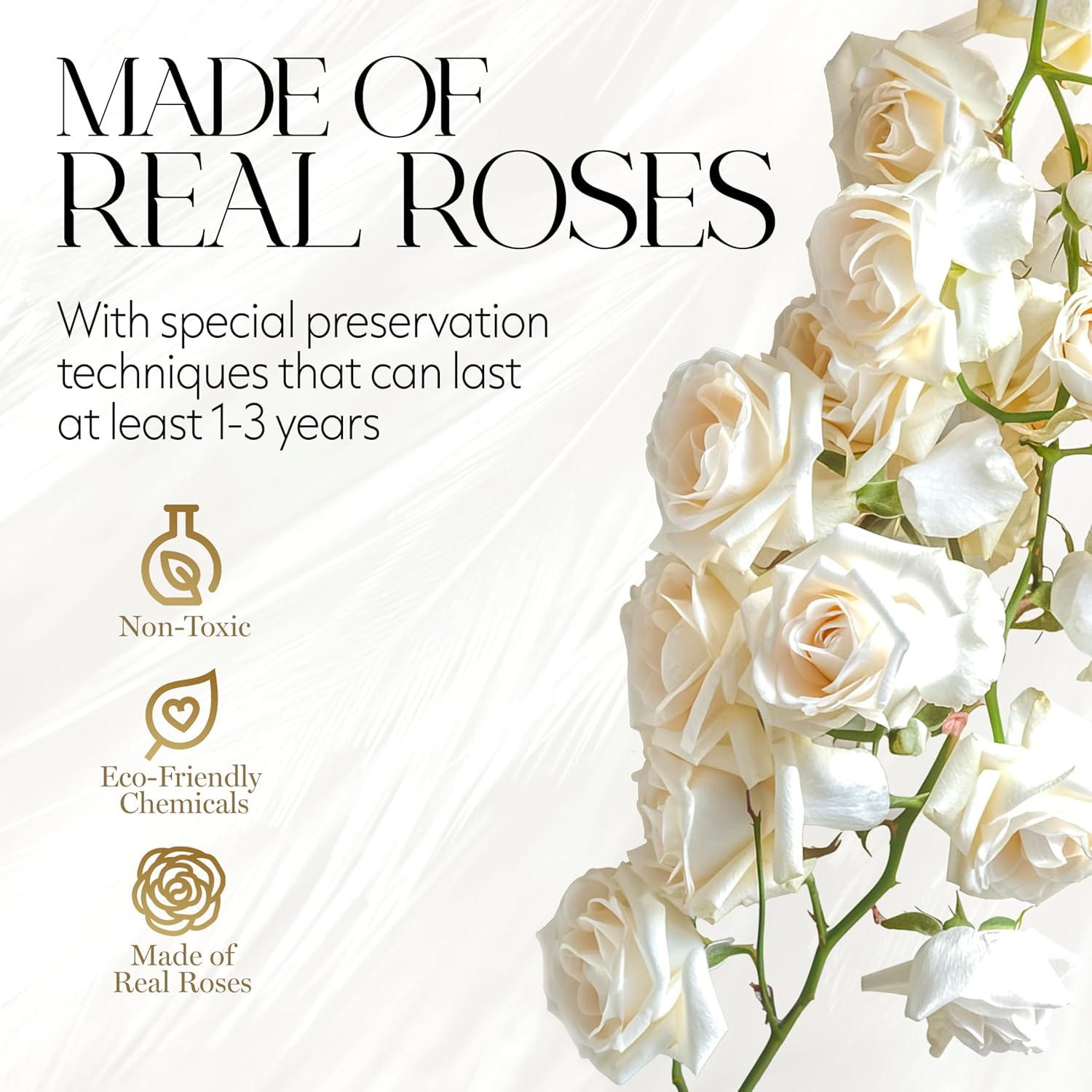 Eternal Prestige Velvet Black | 12 White Roses