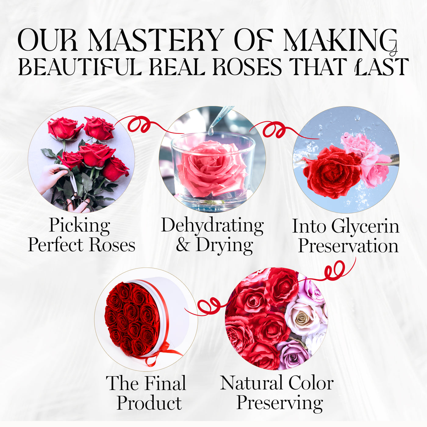 Eternal Prestige Velvet White | 12 Red Roses