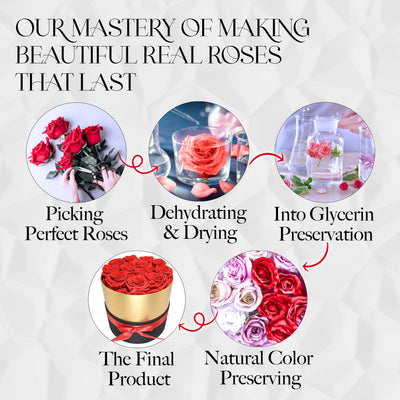 7 Preserved Real Roses in Round Black & Gold Box - Red