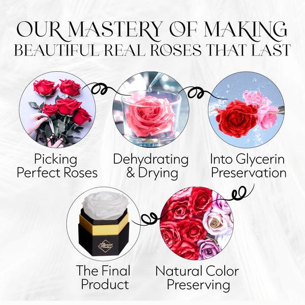 Timeless Charm  Hexagon Box | 1 White Immortal Rose