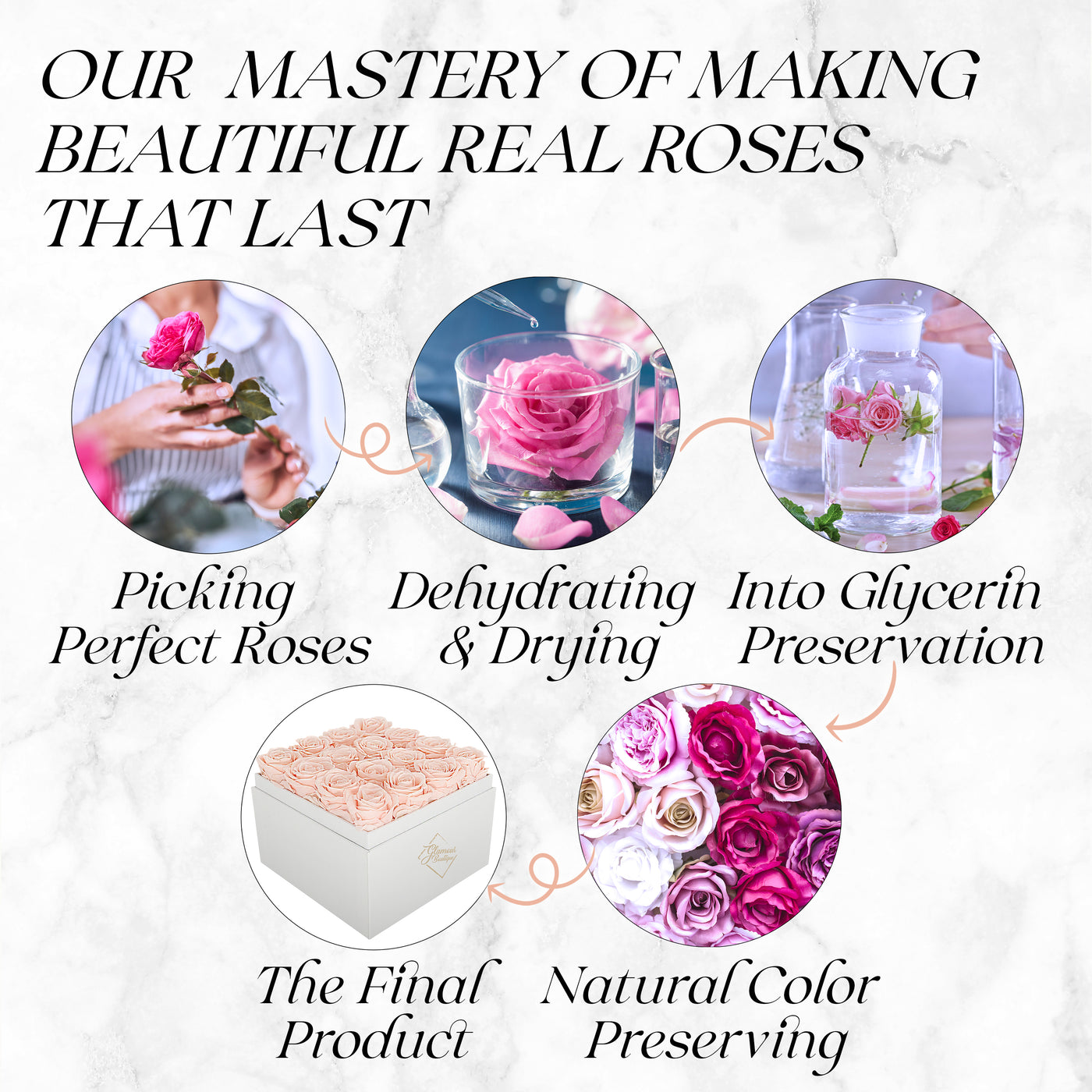 16 Preserved Roses Cased in White Box with Acrylic Cover - Peach
